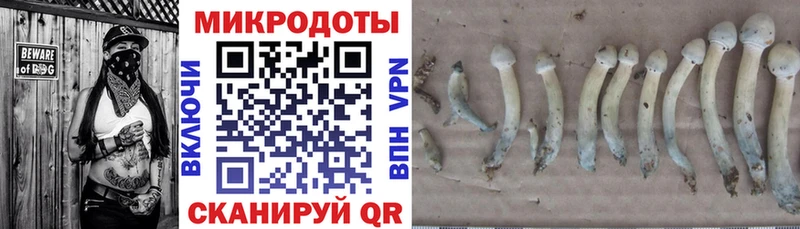 ОМГ ОМГ ссылки  купить наркотики цена  маркетплейс состав  Псилоцибиновые грибы MAGIC MUSHROOMS  Канаш 